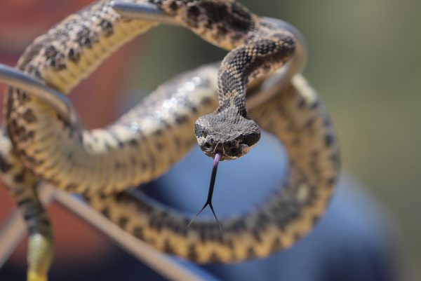Rattlesnakes are common in San Diego County, especially in rural or canyon areas. (Charlie Neuman)