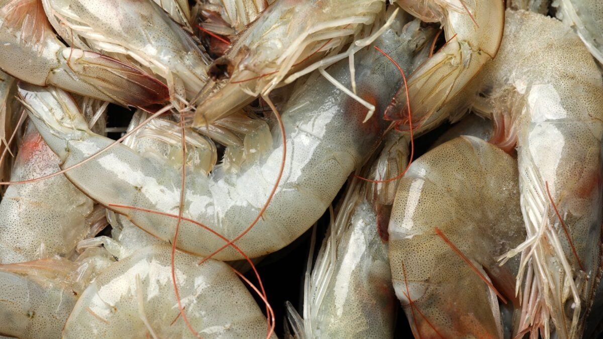 Mysterious Seafood Virus May Be Behind Emerging Eye Disease, Scientists Warn