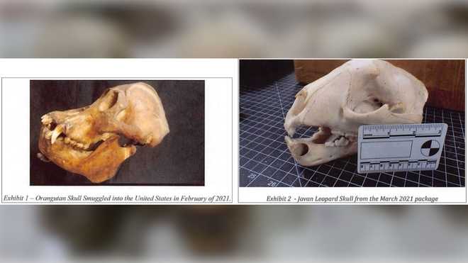 Reading wildlife trafficking arrest reading wildlife trafficking arrest