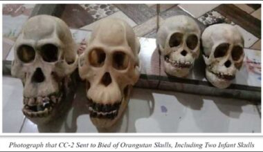 Reading man sentenced in wildlife trafficking case involving endangered species parts