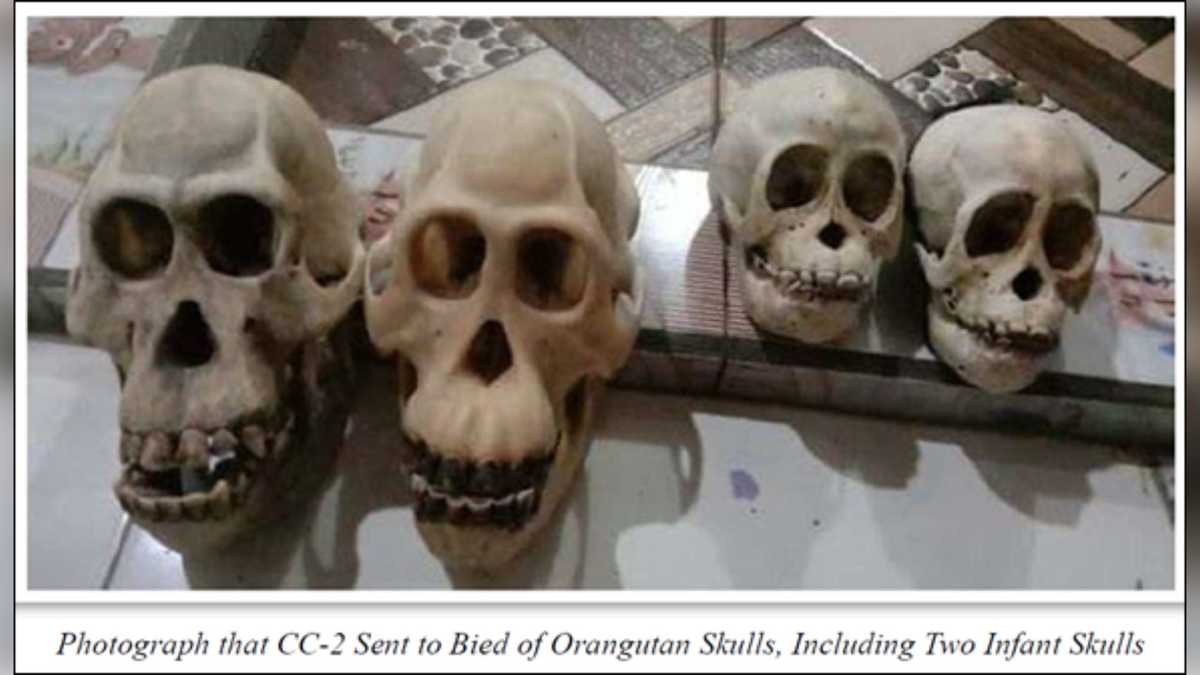 Reading man sentenced in wildlife trafficking case involving endangered species parts