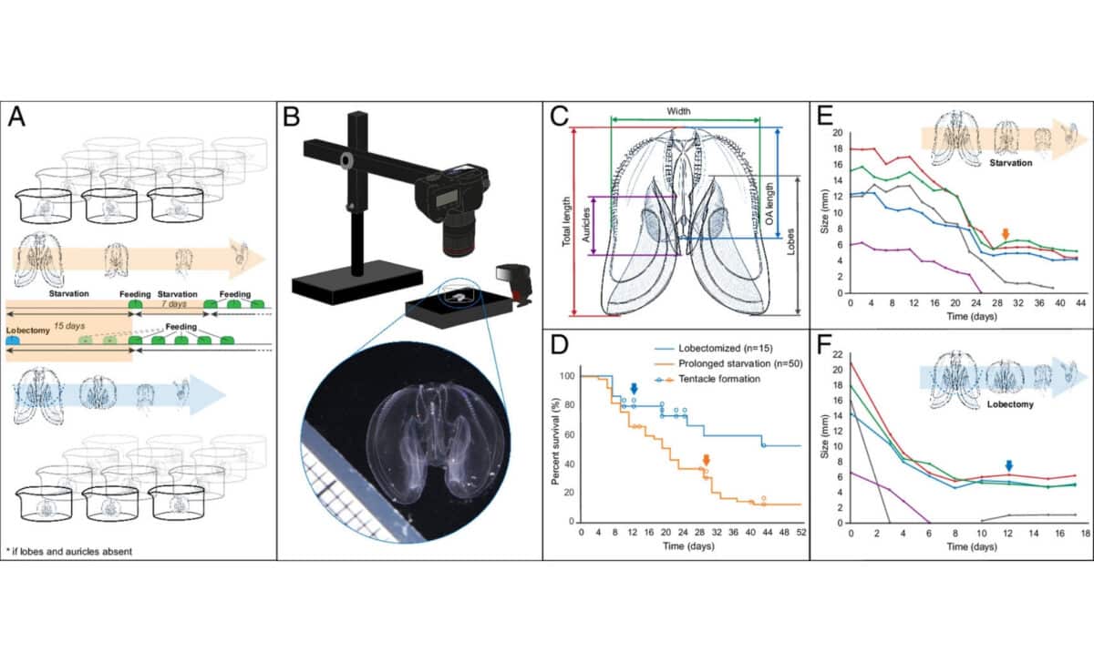 Reverse Development In The Ctenophore Mnemiopsis Leidyi