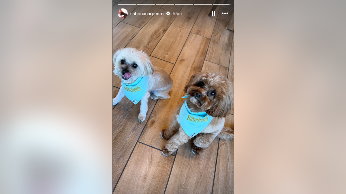 Sabrina Carpenter dogs