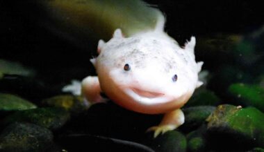 Why salamanders can regrow limbs but mammals can’t