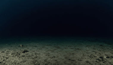 Scientists Discover New Marine Species Hiding In South Korea’s Deepest Coastal Waters