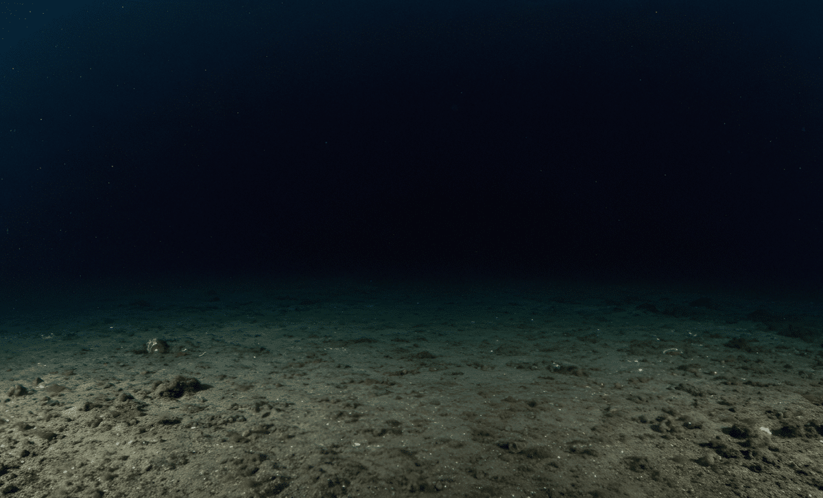 Scientists Discover New Marine Species Hiding In South Korea’s Deepest Coastal Waters