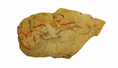 Scientists Unearth A Fossil Snake So Perfectly Preserved, It May Have Been Caught Sleeping