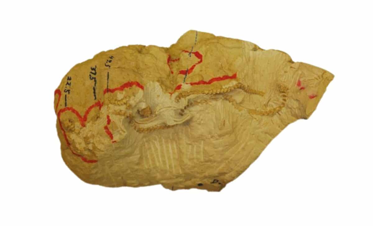 Scientists Unearth A Fossil Snake So Perfectly Preserved, It May Have Been Caught Sleeping