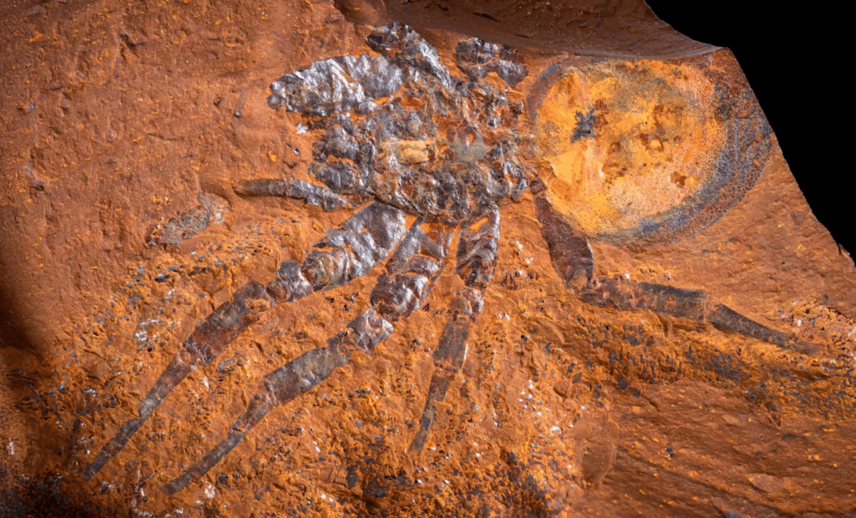 Scientists Unearth Impossible Fossils Trapped In Rust Beneath Australian Farmland