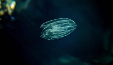 Sea Walnut, American Comb Jelly, Warty Comb Jelly Or Leidy's Comb Jelly (mnemiopsis Leidyi). Adriatic Sea