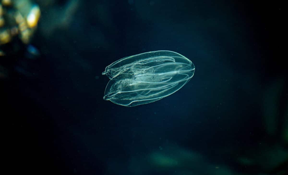 Sea Walnut, American Comb Jelly, Warty Comb Jelly Or Leidy's Comb Jelly (mnemiopsis Leidyi). Adriatic Sea