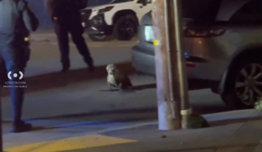 "Irving" the sea lion wanders into San Francisco's Outer Sunset neighborhood