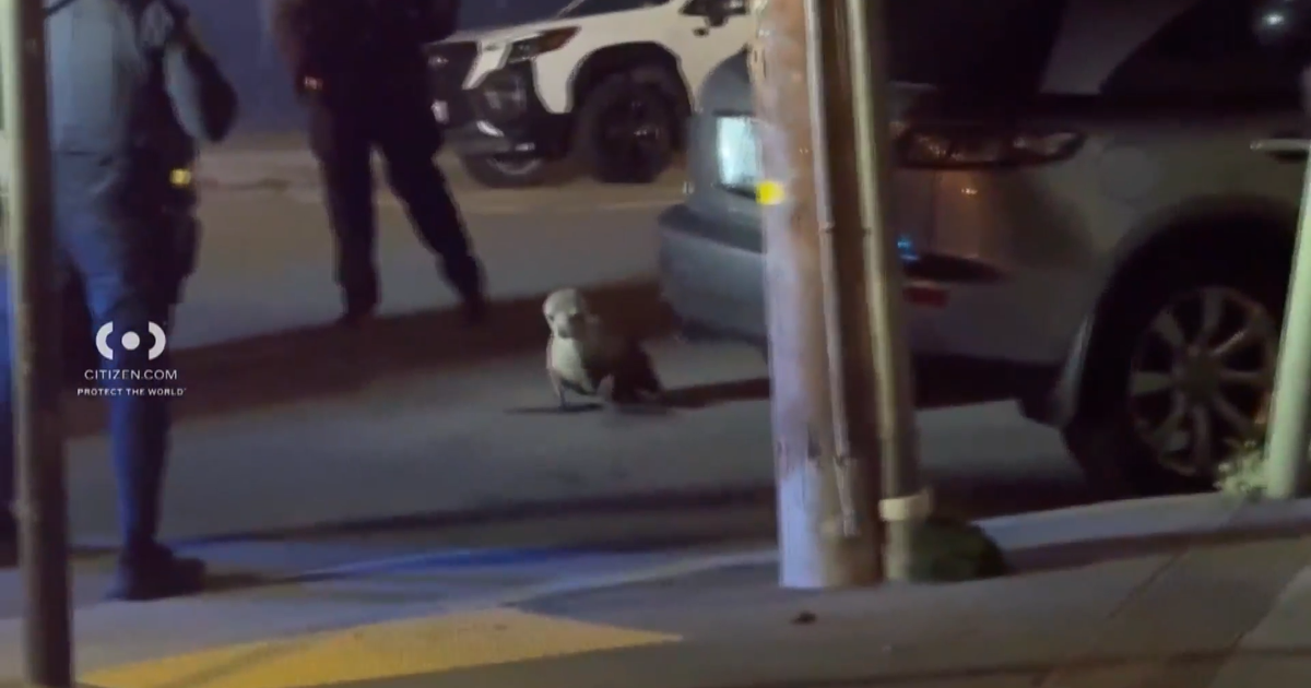 "Irving" the sea lion wanders into San Francisco's Outer Sunset neighborhood
