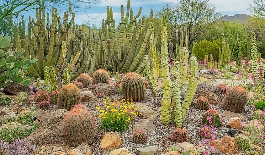 A variety of cacti and flowers in the Sonoran Desert near Tuscon, Arizona.