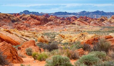 The Most Biodiverse Deserts in the United States