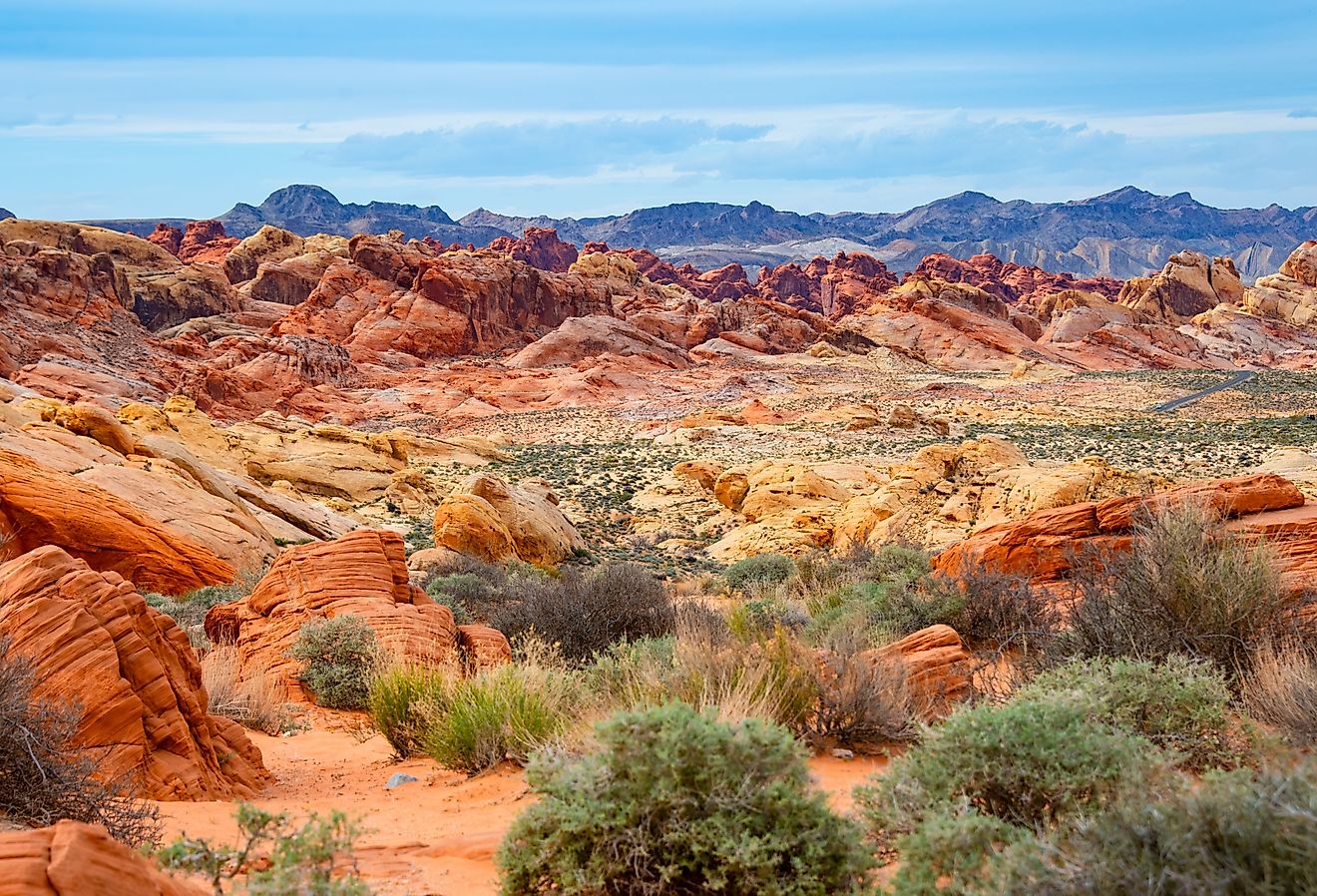The Most Biodiverse Deserts in the United States