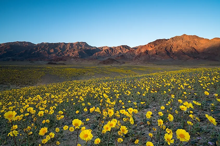 Wildflower superbloom in Death Valley National Park, California