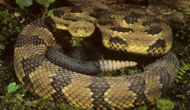 5 Most Rattlesnake Infested Areas on the Gulf Coast