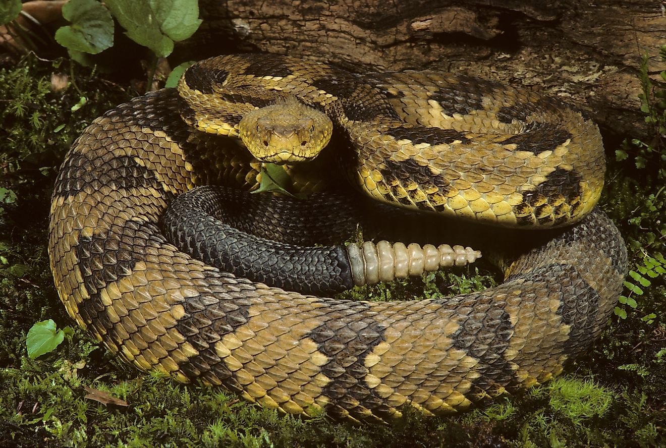 5 Most Rattlesnake Infested Areas on the Gulf Coast