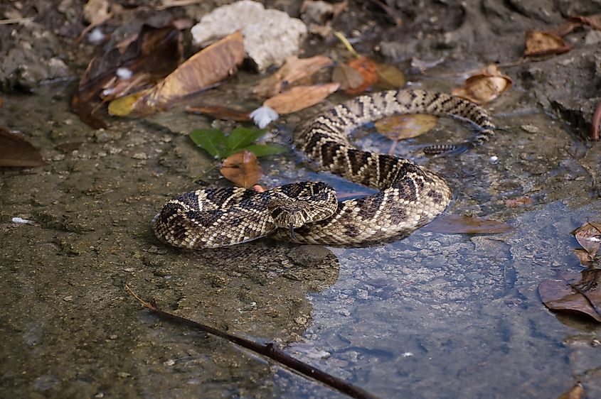 An eastern diamondback rattlesnake on a riverbank.
