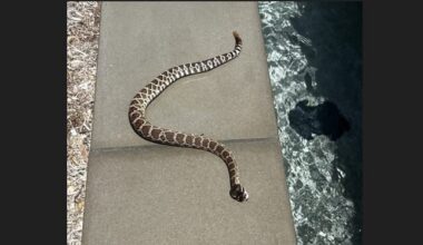 Increased rattlesnake sightings reported around La Jolla and S.D. County – San Diego Union-Tribune
