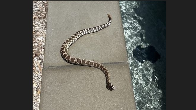 Increased rattlesnake sightings reported around La Jolla and S.D. County – San Diego Union-Tribune