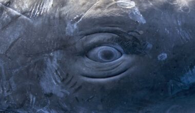 Scientists Found Human Speech-Like Patterns in Sperm Whale Clicks : ScienceAlert