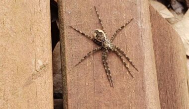 The health threat from spiders is low in Western Pa. is low, expert say
