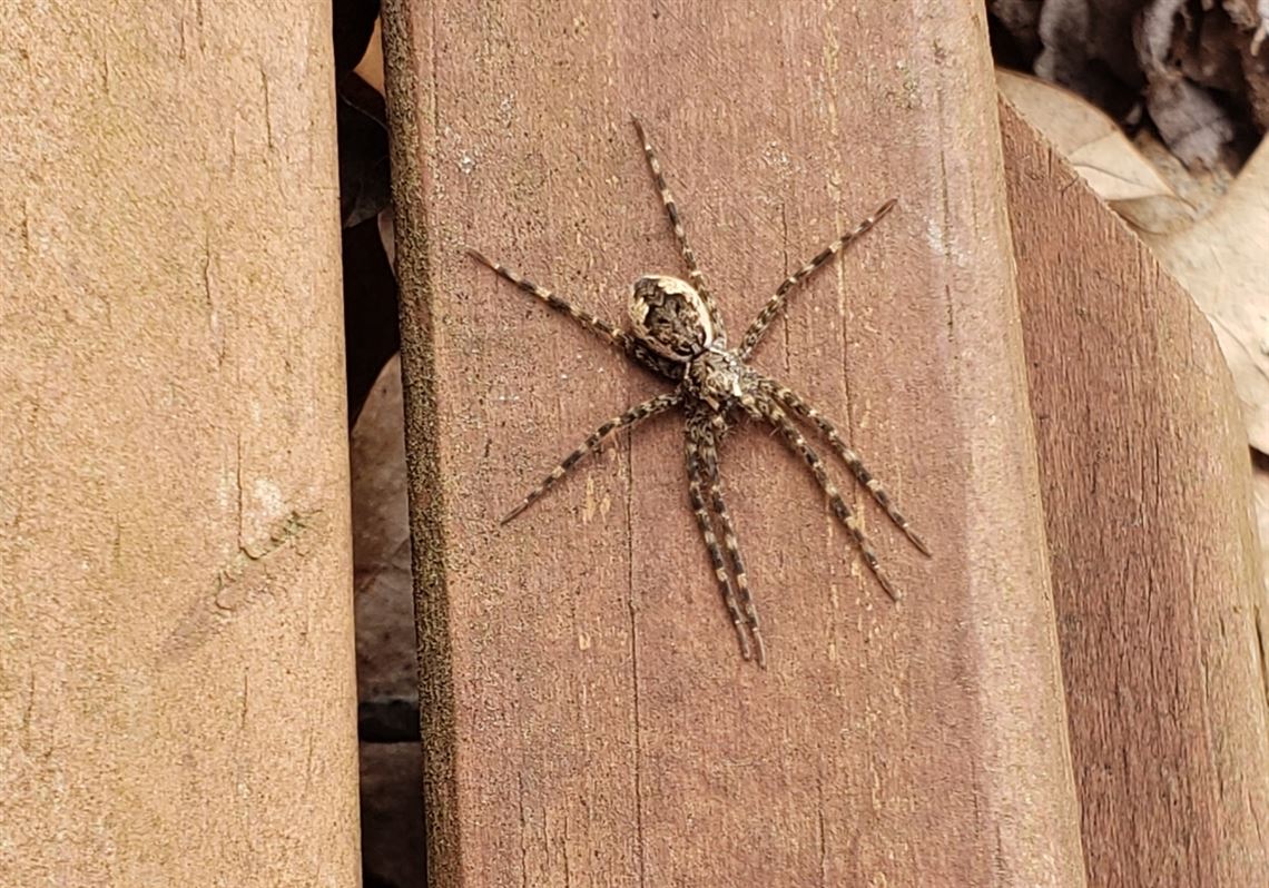 The health threat from spiders is low in Western Pa. is low, expert say