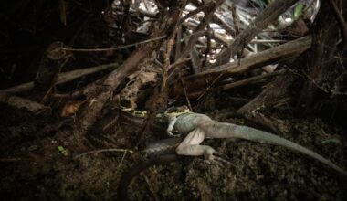 San Diego scientists are uncovering Baja’s mysterious creatures. Their new research shows there’s still a lot to learn.