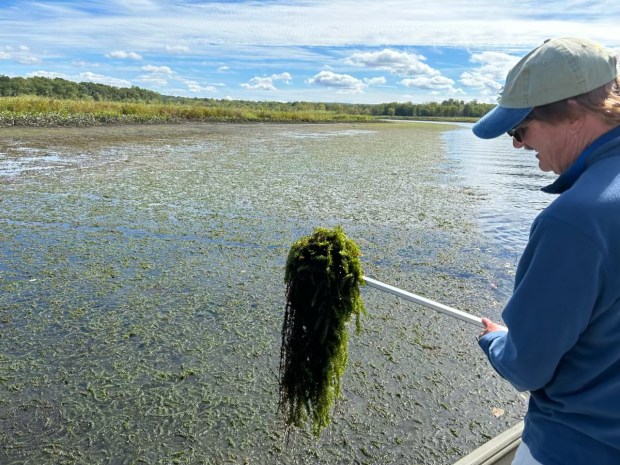 Greg Bugbee looks for turions. a resistant plant bud found in certain aquatic plants and can allow the plant to survive winter in the vegetative state (i.e., without setting seeds). (Edmund H. Mahony)