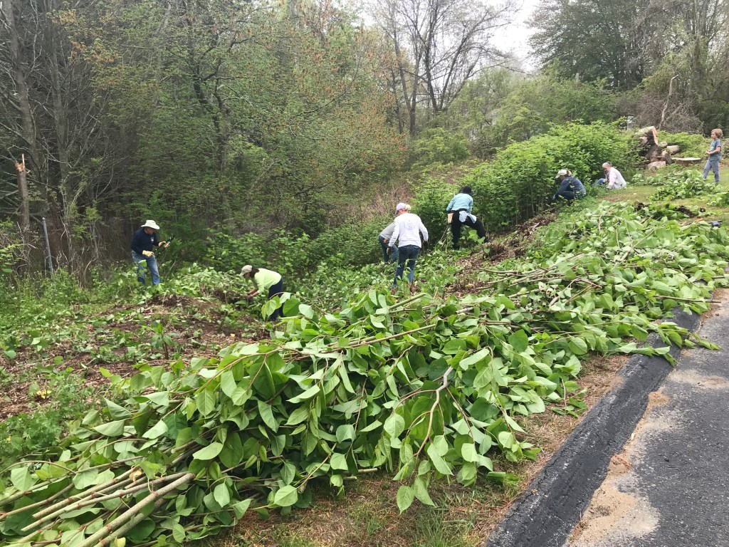 CT agency has way to fight scourge of small scale invasive plants