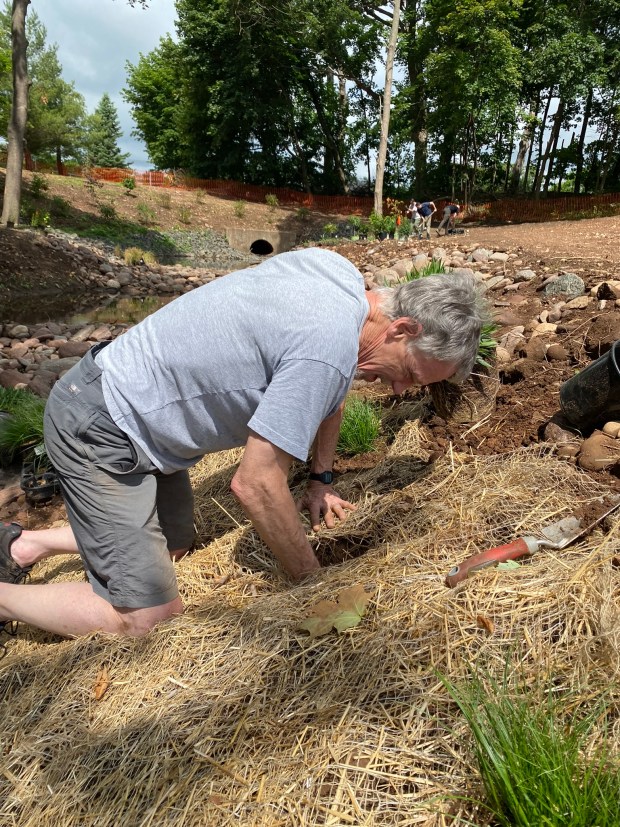 Invasive plant removal day and planting at Hamden Town Center Park in June 2023. (Courtesy of Save the Sound)