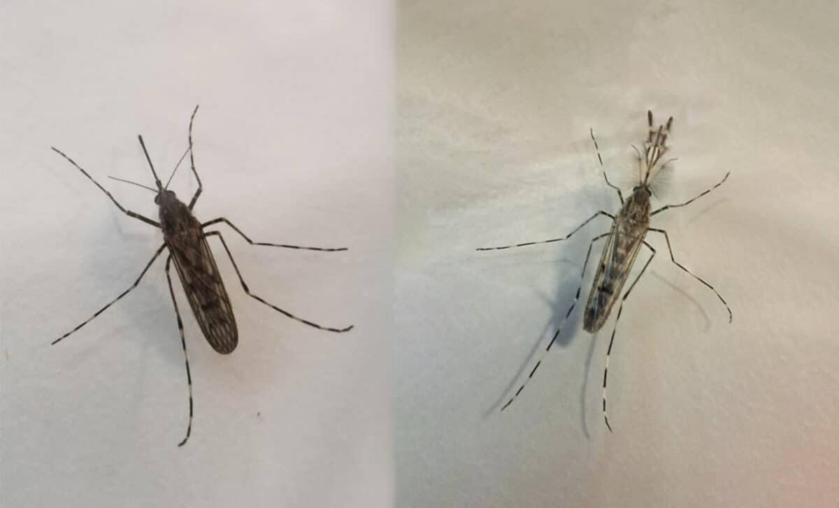 The Mosquito Fly (culiseta Annulata) Was First Identified In Iceland. This Species, Widespread In Europe, Can Survive The Winter In Sheltered Locations. In The Photo, A Female Is On The Left And A