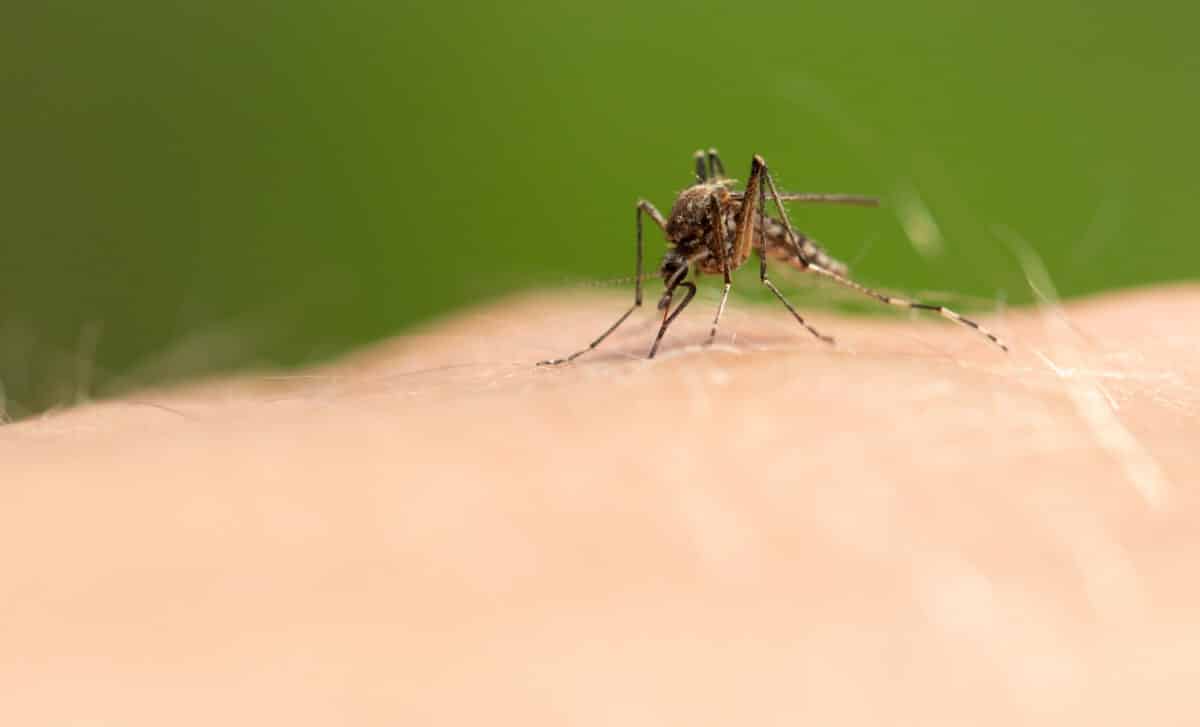 The Mosquito Sits On Human Skin And Bites