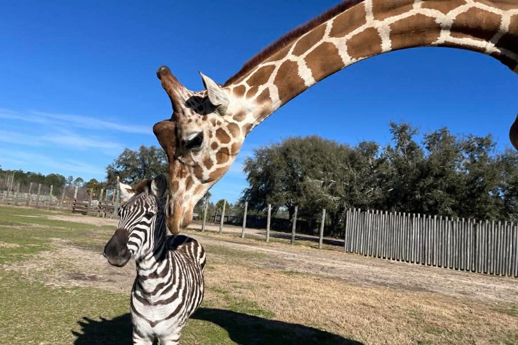 A giraffe leans down to nuzzle a zebra friend