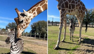 A zebra and giraffe form an unlikely friendship that's melting hearts