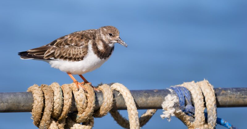 A small brown and white bird standing on a metal bar wrapped with thick, weathered ropes, with a blurred blue background suggesting water.