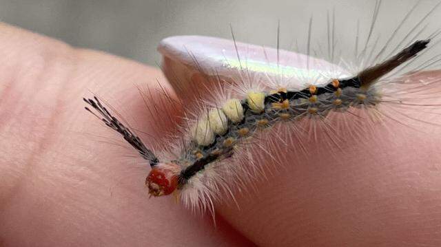 These little caterpillars may look cute, but avoid handling them. Those spiky hairs can trigger severe allergic reactions, especially in children. 