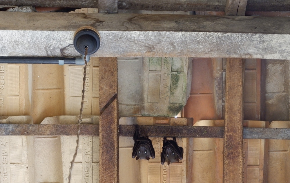 Two Pairs Of Bats That Were Hanging From The Ceiling Of The Roof Of The House