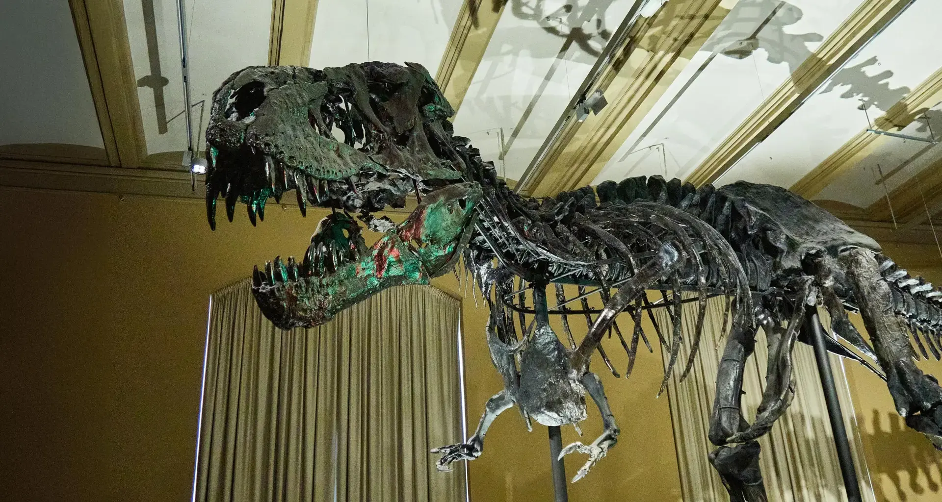 Blood vessels found in T. rex bones are rewriting dinosaur science