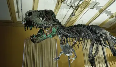 Blood vessels found in T. rex bones are rewriting dinosaur science