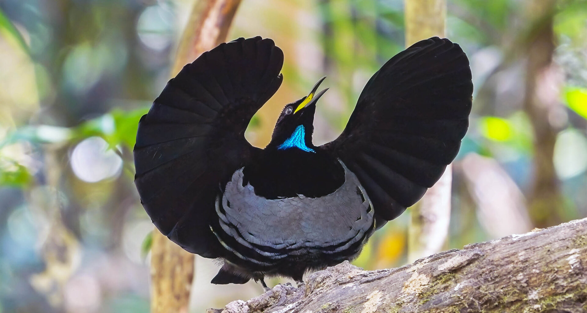 All animals communicate using the same "universal rhythm"