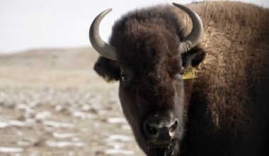 Northern Colorado's 11-year journey to restore the west's most iconic species