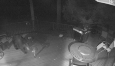 Bear caught on camera raiding birdfeeders in Cascade Twp