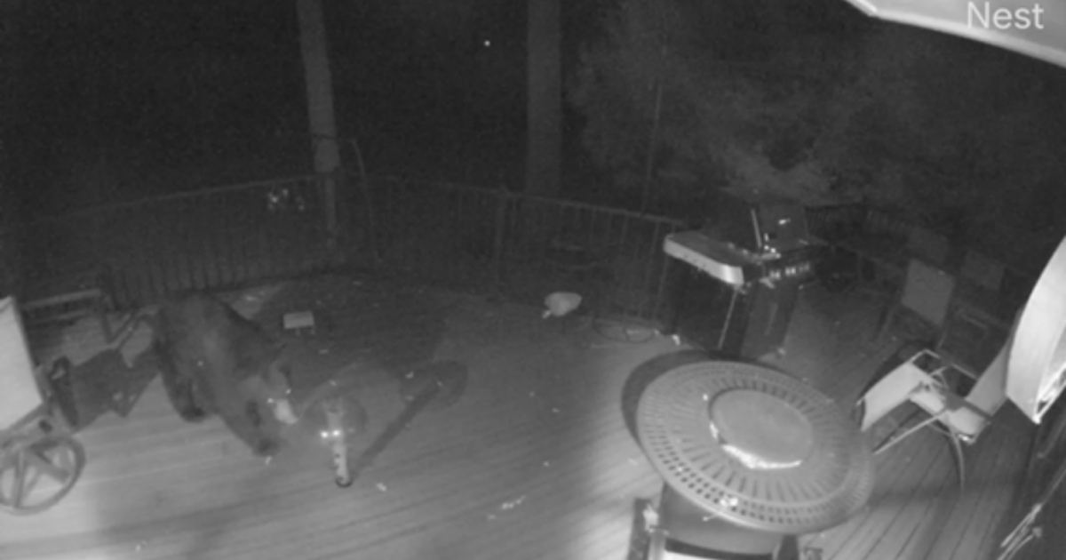 Bear caught on camera raiding birdfeeders in Cascade Twp