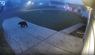 Bear caught on camera roaming through Hudsonville neighborhood