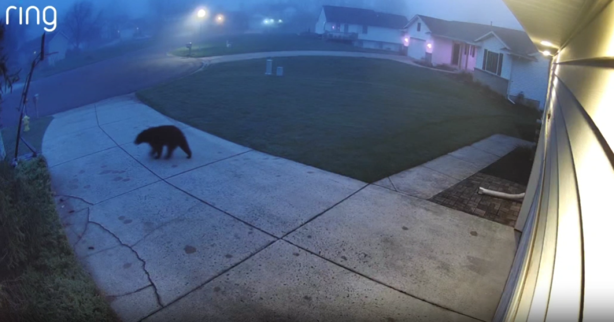 Bear caught on camera roaming through Hudsonville neighborhood