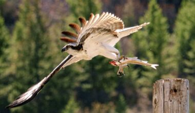 Iris the osprey returns home Hellgate nest