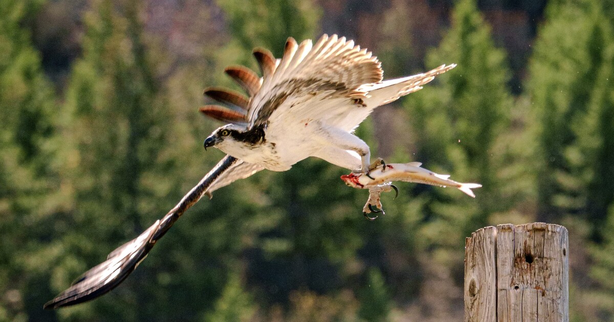 Iris the osprey returns home Hellgate nest